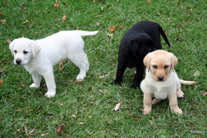 LABRADOR  RETRIEVER  WELPEN