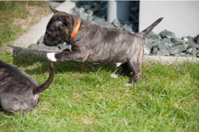 Miniatur Bullterrier welpen mit VDH/GBF