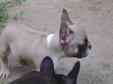 Franz�sische Bulldogge - welpen - selte