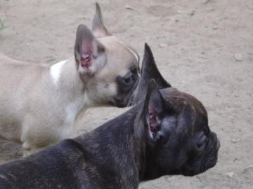 Franz�sische Bulldogge - welpen - selte