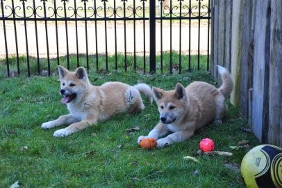 Reinrassige Akita Inu Welpen Mit Papier