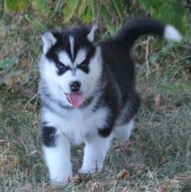 Siberian Husky zu verkaufen