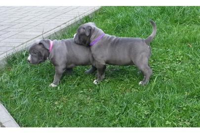 American pitbull Bully - Welpen