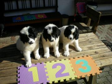 Seltenheit:Landseer Welpen