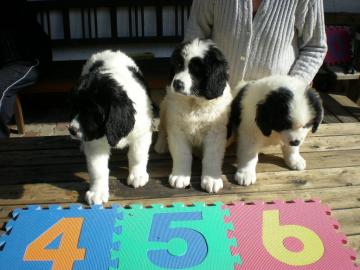 Seltenheit:Landseer Welpen