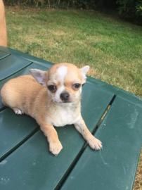 Chihuahua Welpen
