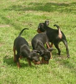 4 s�sse Zwergpinscher Welpen