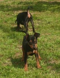 4 s�sse Zwergpinscher Welpen