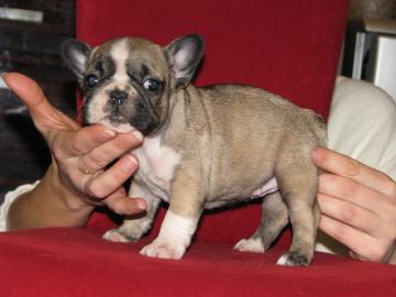 Franz?sische Bulldogge Welpen Blue / Bla