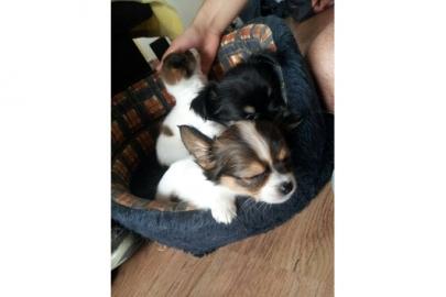 Chihuahua Welpen