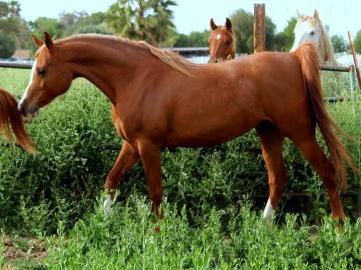 Pr�chtige rein �gyptische Araber-Zuchtst