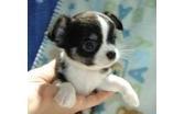 Chihuahua Welpen 10 Wochen mit Papiere