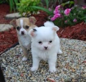 Chihuahua Welpen 10 Wochen mit Papiere
