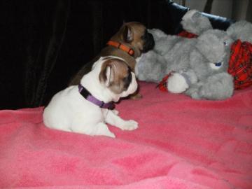 s��er Franz�sisch Bulldogge-Welpen, ( 2