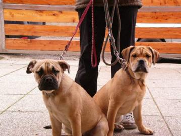 Perro de Presa Mallorquin, CaDeBou