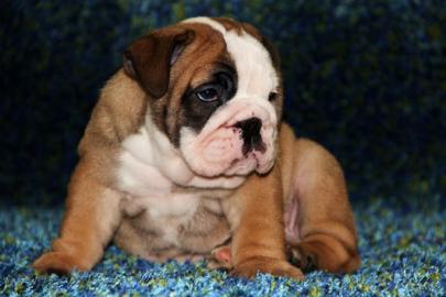 Wundersch�ne, Englische Bulldogge-Welpen