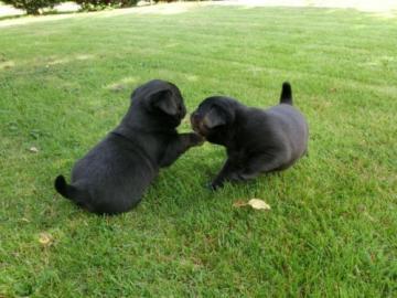 Wundersch�ne Mini Mops Welpen Schwarz Un