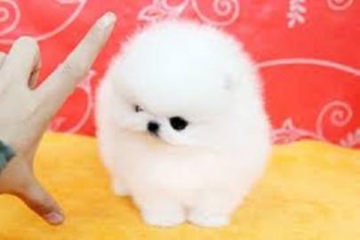 MINI-POMERANIAN ZWERGSPITZ BOO WELPEN ZU
