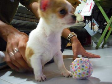 S��e chihuahua und chihuahua Mix
