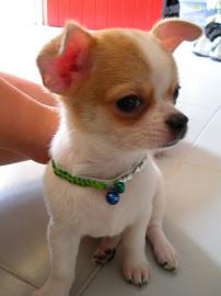 S��e chihuahua und chihuahua Mix