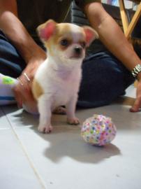S��e chihuahua und chihuahua Mix