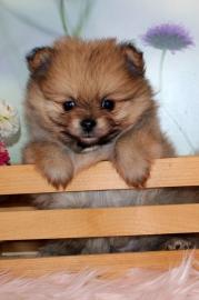MINI POMERANIAN ZWERGSPITZ