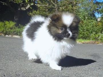 s��e Pomeranian - Zwergspitz Babys