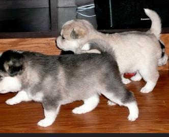 Siberian Husky-Welpen verschenken