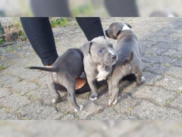American Staffordshire Terrier welpen