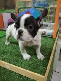 Franz?sische Bulldoggen Welpen