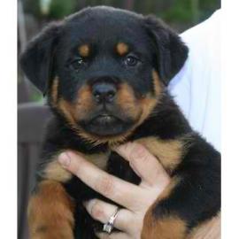 Rottweiler welpen