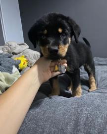 Rottweiler Puppies for sale