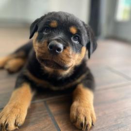 Rottweiler Puppies for sale