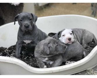 S?sse Rednose American Pitbull Terrier m
