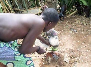 FAMOUS LIGHT MEDIUM AFRICAN unschlagbar