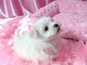 chihuahua welpen