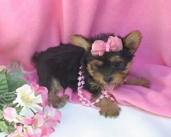 Z�rtlich Weihnachten Yorkshire Terrier W