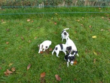 Jack Russell Terrier Welpen