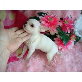 Chihuahua Welpe Whatsapp (+32466492901)