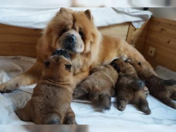 Chow Chow Welpen