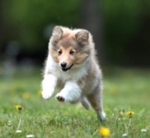 Sch�ne Sheltie Welpen auf der Suche nac