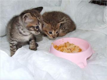 F1-F4 Savannah Kitten & Serval K�tzchen