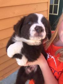 Australische Sch?ferhundwelpen