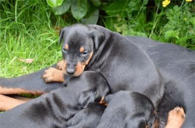 Dobermann Welpen  Schwarz/Braun Papiere