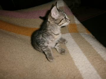 LaPerm variant Katerchen