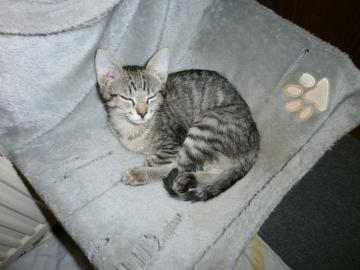 LaPerm variant Katerchen