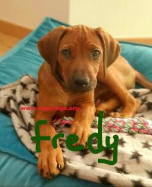 S??e Rhodesian Ridgeback-Welpen