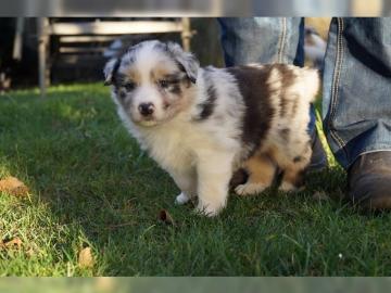 wundersch?ne Australian-Shepherd Welpen