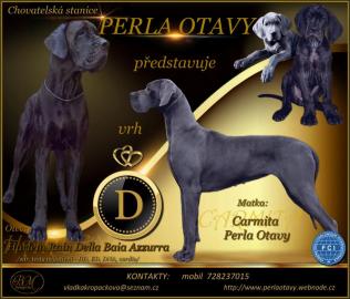 Deutsche Dogge blau und schwarz