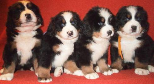 Berner Sennenhund Welpen mit Papiere